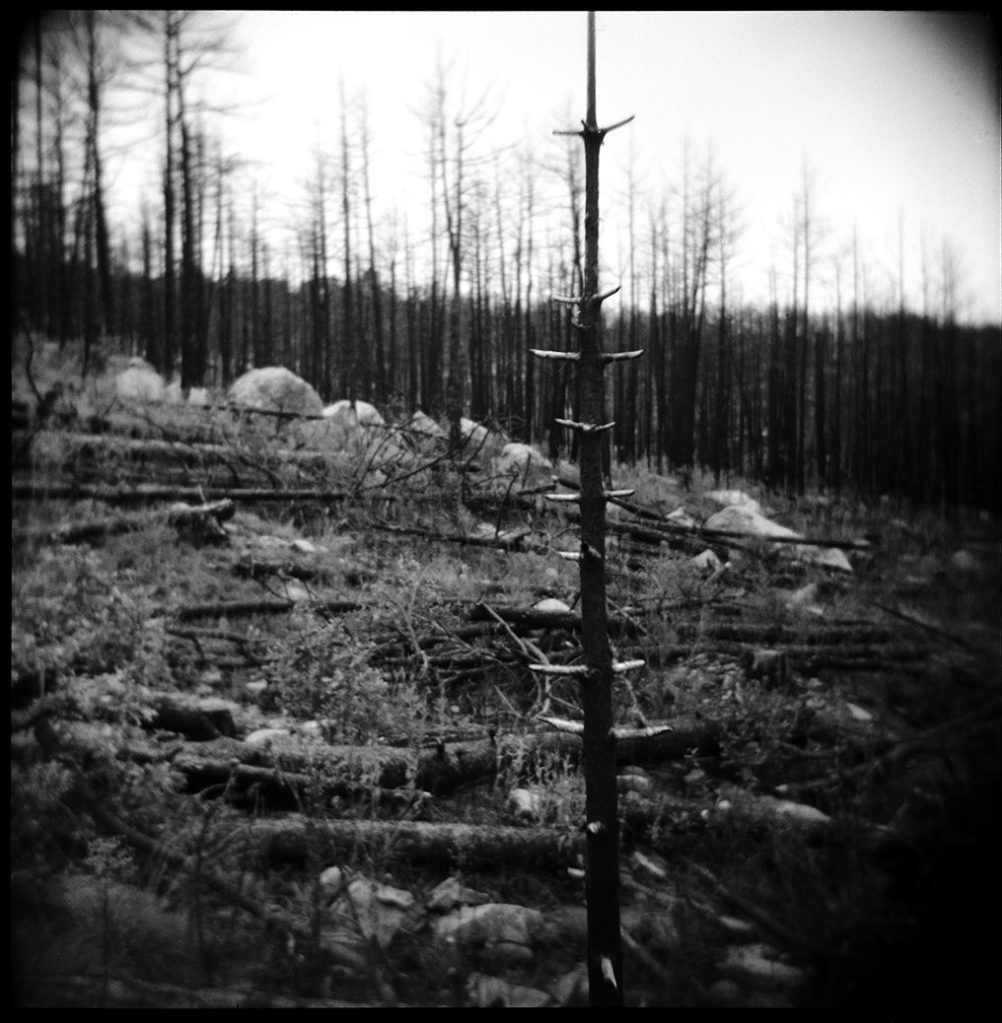 Contour felling, looking west (2025)