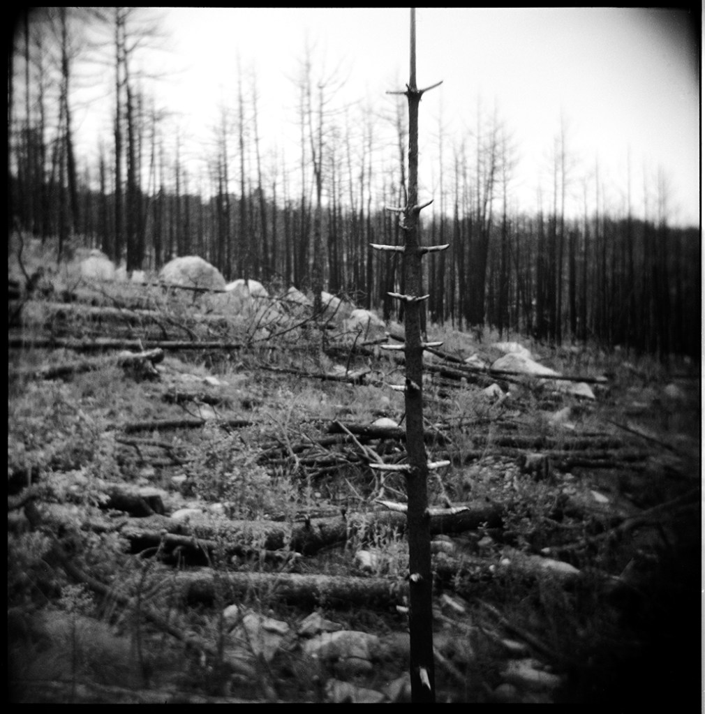 Contour felling, looking west (2025)